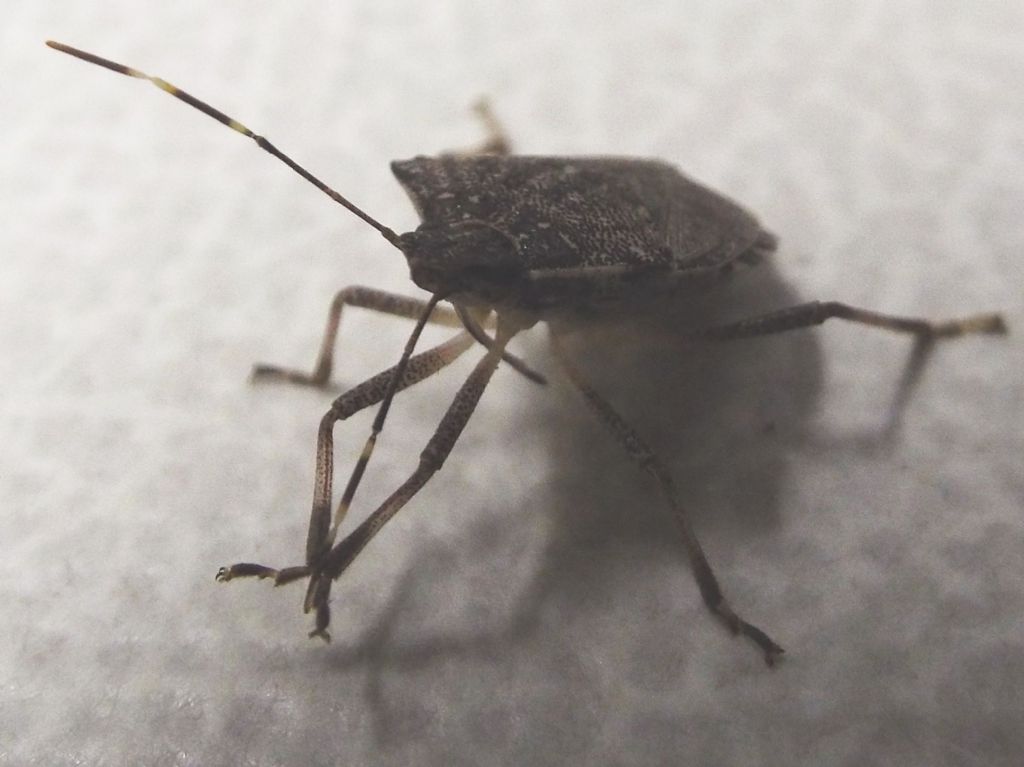 Pentatomidae: Halyomorpha halys